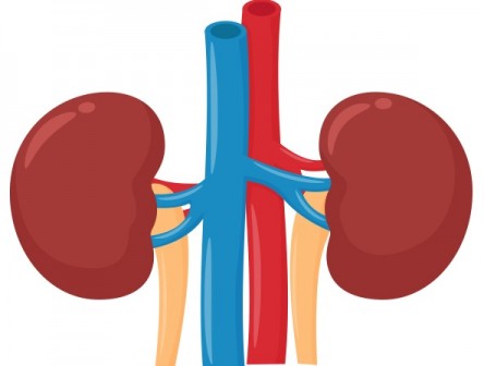 Kidney treatment In India