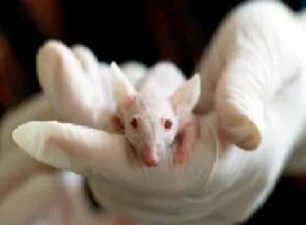 ratsremovalin-melbourne