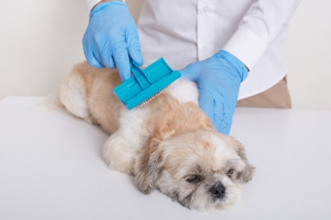 Dog grooming tools and supplies