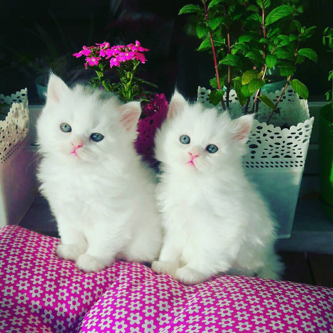 White Kittens Available For Sale All Over The USA