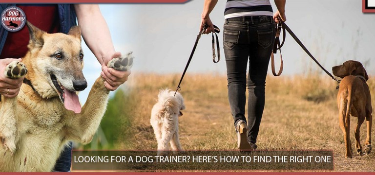 LOOKING FOR A DOG TRAINER? HERE’S HOW TO FIND THE RIGHT ONE