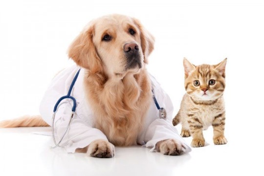 Pet Insurance Market 