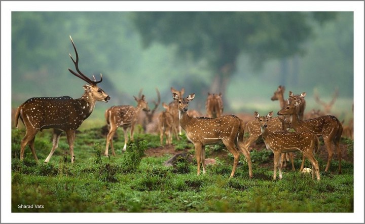 A herd of deer in Pench national park