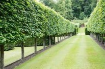 Pleached Trees