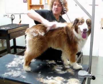 Dog Grooming Process