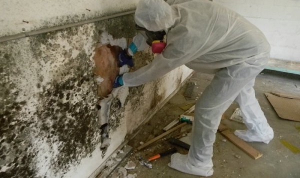 Mold damage restoration