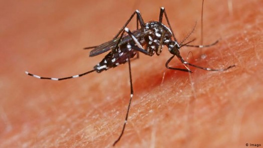 Easy tips to get rid of mosquitoes