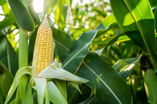 Effective Maize Harvesting
