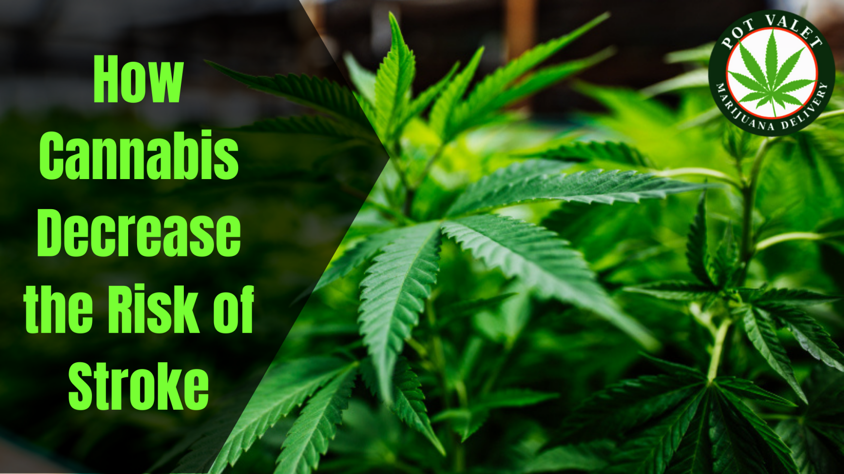 Cannabis Decrease the Risk of Stroke