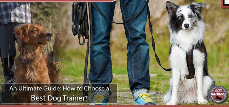 trainer-jobs-rewardbloggers>
