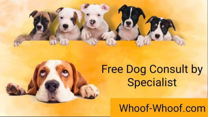 dog chew, dog behavior, dog trainer