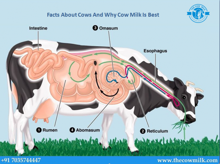Facts About Cows And Why Cow Milk Is Best