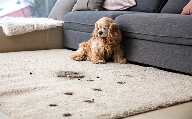 Signs to Replace Your Old Carpet