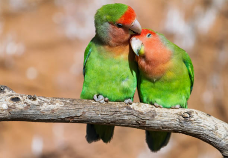 bird body language