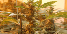 cannabis, cannabis cultivation, strain, weed, marijuana