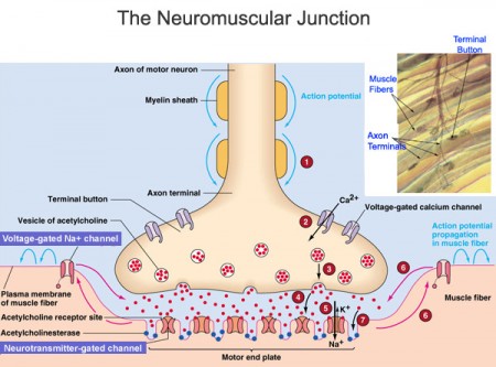 neuromuscular-junction