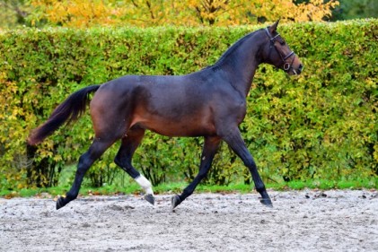 andalusian horse