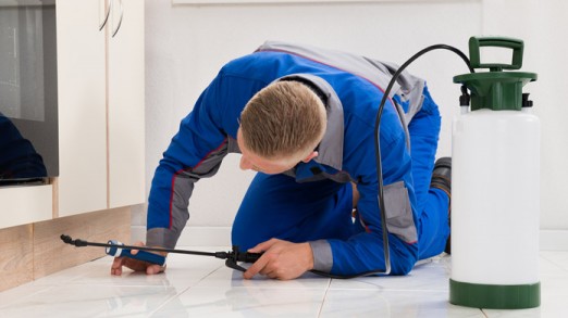 Pest Control San Antonio