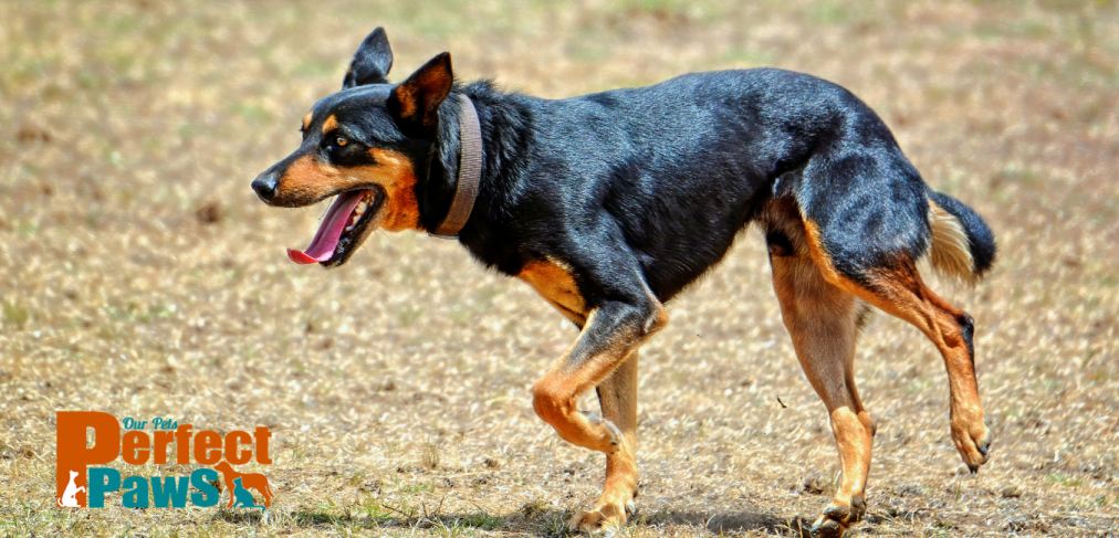 Australian dog with electric bark collar I Perfect paws
