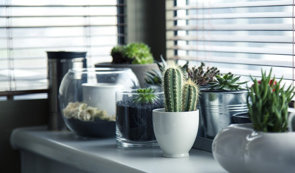 Indoor Plant Pots
