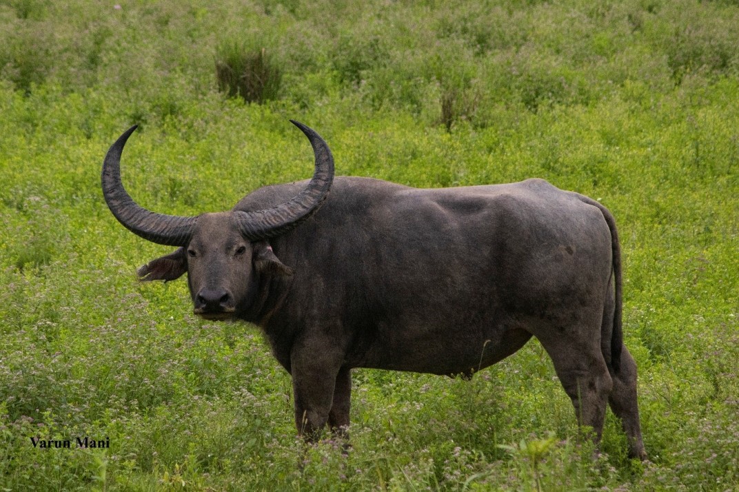 Water Buffalo at Kaziranga National Park