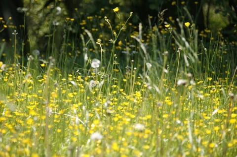 https://pixabay.com/photos/meadow-flowers-spring-hay-fever-123280/